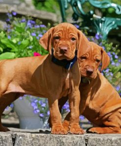 Adorable Vizsla Puppies paint by numbers