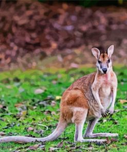 Wallaby Animal paint by numbers