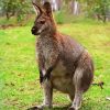 Aesthetic Wallaby Animal paint by numbers