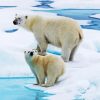 White Antarctica Bears paint by numbers