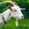 White Capra Goat paint by numbers