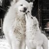 White Samoyeds Dogs paint by numbers