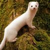 White Weasel Animal paint by numbers