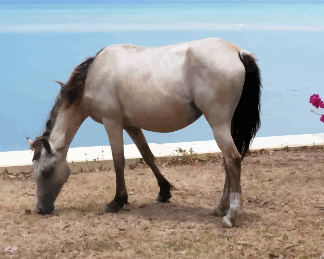 Adorable White Brumby Horse paint by numbers