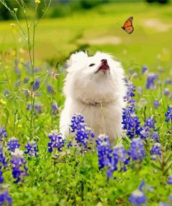 White Dog Watching Butterfly paint by numbers