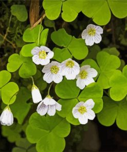 White Oxalis Flowers paint by numbers