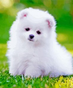 White Pomeranian Puppy paint by numbers