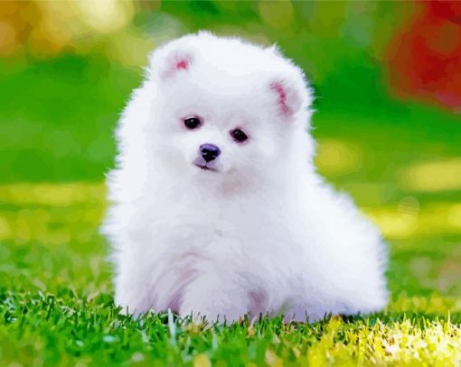 White Pomeranian Puppy paint by numbers