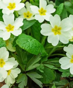 Beautiful White Primroses paint by numbers