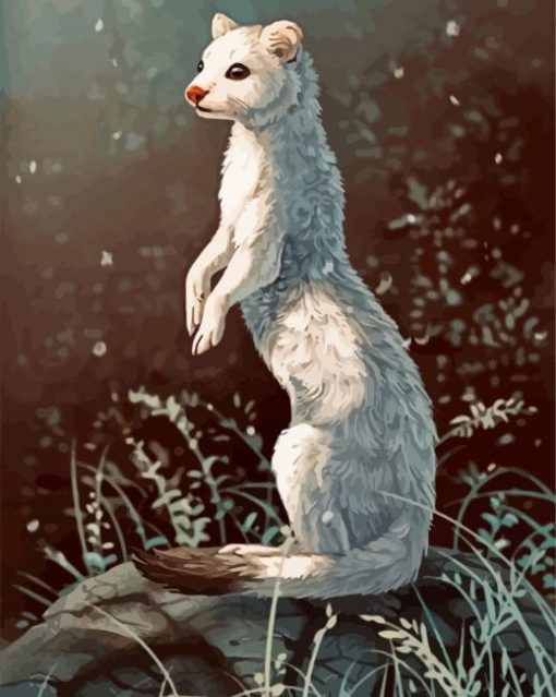 Cute White Stoat paint by numbers