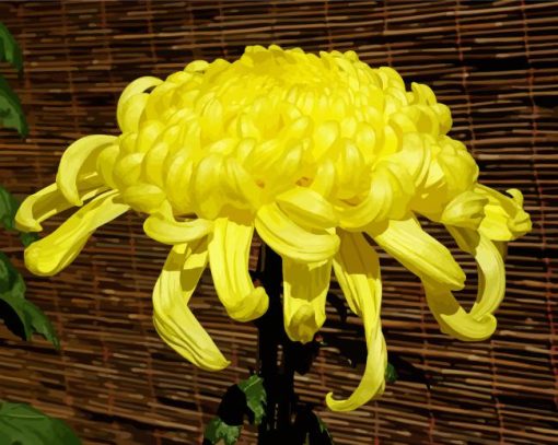 Yellow Chrysanthemum paint by numbers