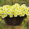 Yellow Petunia In Basket paint by numbers