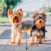 Yorkshire Terrier And Yorkie paint by numbers