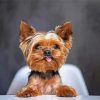Funny Yorkie Dog paint by numbers