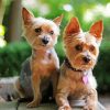Yorkie Puppies Dogs paint by numbers