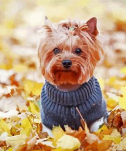 Yorkshire Terrier paint by numbers