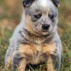 Aesthetic Red Heeler Puppy paint by numbers