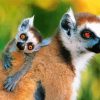 Adorable Ring Tailed Lemurs paint by numbers