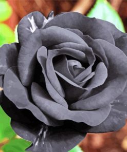 Beautiful Black Floral paint by numbers