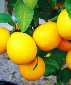 Yellow Lemon Tree Plant paint by numbers