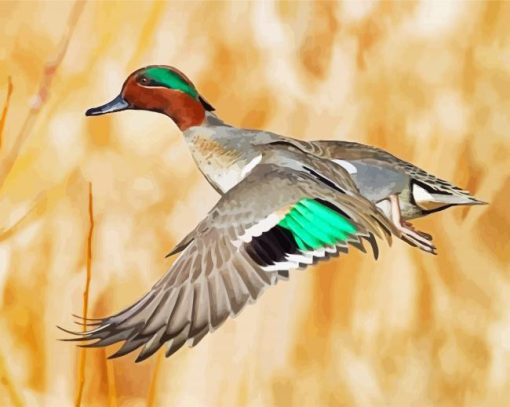 Flying Teal Duck Bird paint by numbers