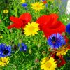 Beautiful Wild Flowers Meadow paint by numbers