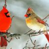 Adorable Cardinals Birds In Winter paint by numbers