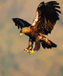 Flying Aquila Eagle paint by numbers