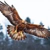Aquila Eagle Bird Of Prey paint by numbers