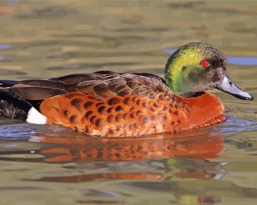 Australian Teal Duck paint by numbers