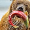 Bear Catching Salmon Fish paint by numbers