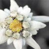 Beautiful Edelweiss Plant paint by numbers