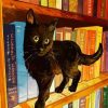 Black Cat In A Book shelf paint by numbers