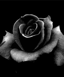 Black Floral Rose paint by numbers