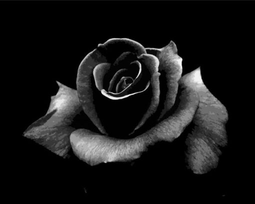 Black Floral Rose paint by numbers