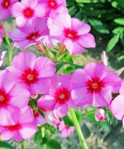 Blooming Phlox Plant paint by numbers
