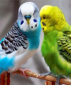 Adorable Parakeets Birds paint by numbers