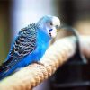 Blue Parakeet Bird paint by numbers