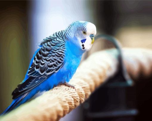 Blue Parakeet Bird paint by numbers