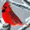 Cardinal In Winter paint by numbers