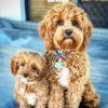 Adorable Cavoodle Dogs paint by numbers