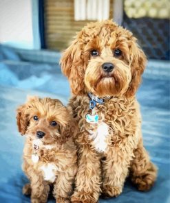 Adorable Cavoodle Dogs paint by numbers