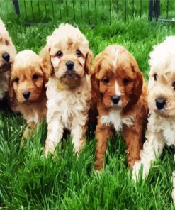 Cavoodle Puppies Dogs paint by numbers