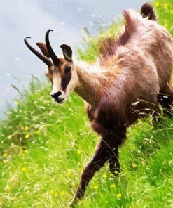 Chamois In Field paint by numbers