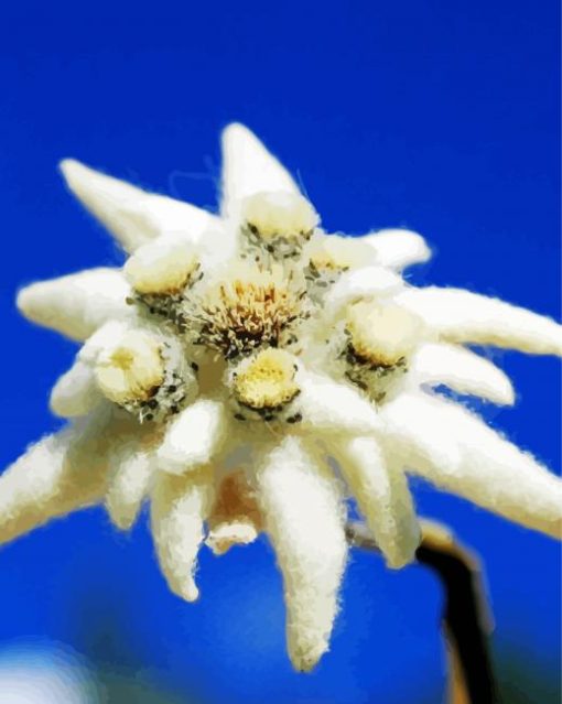 Close Up Edelweiss Plant paint by numbers