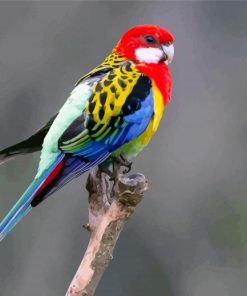 Colorful Eastern Rosella Bird paint by numbers
