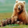 Mama Bear And His Cute Babies paint by numbers