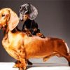 Doxie Dachshund Dogs paint by numbers