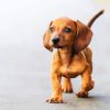 Adorable Brown Doxie Dachshund Puppy paint by numbers