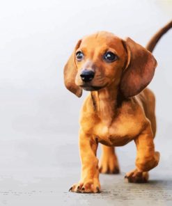 Adorable Brown Doxie Dachshund Puppy paint by numbers